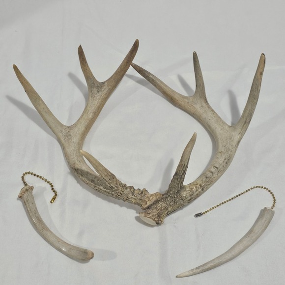Other - Natural White Tail Deer Horn Home Decor Rustic Cabin Country Cottagecore